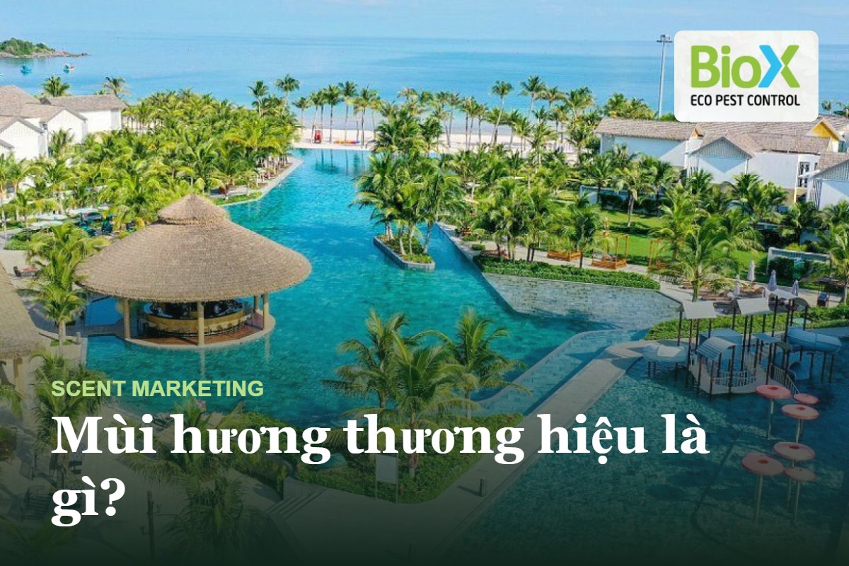 biox mui huong thuong hieu la gijpg