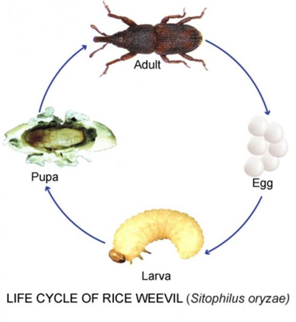 mot gao 2 ngoisaovn w666 h724jpg