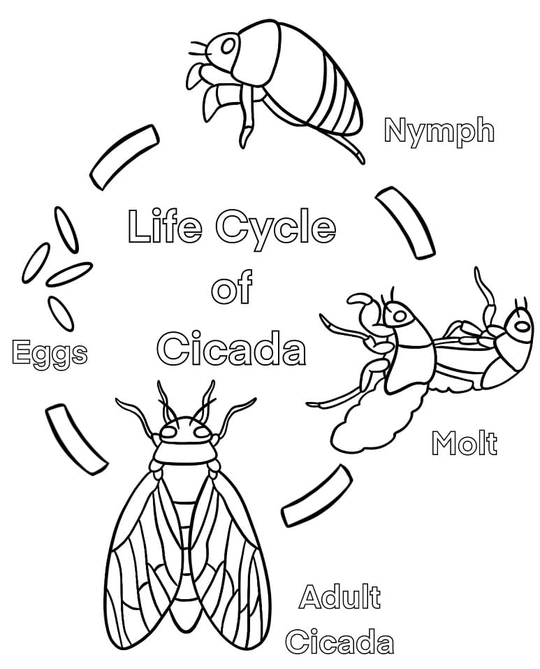 tranh to mau vong doi ve saujpg