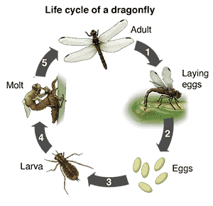vong doi cua chuon chuon 1png