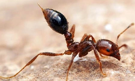 solenopsis invicta 1348819719webp