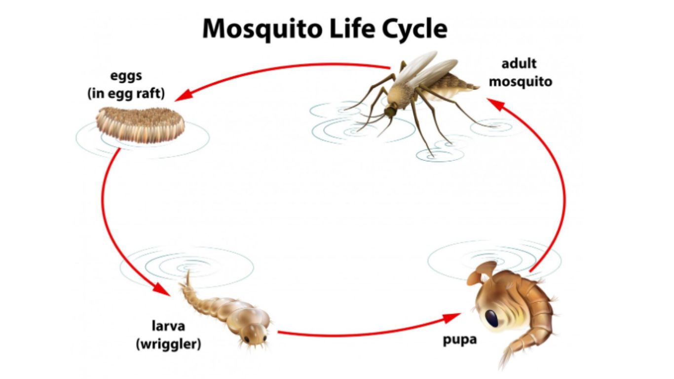 vong doi cua muoi dien ra nhu the nao 1 ea952a1d90jpg