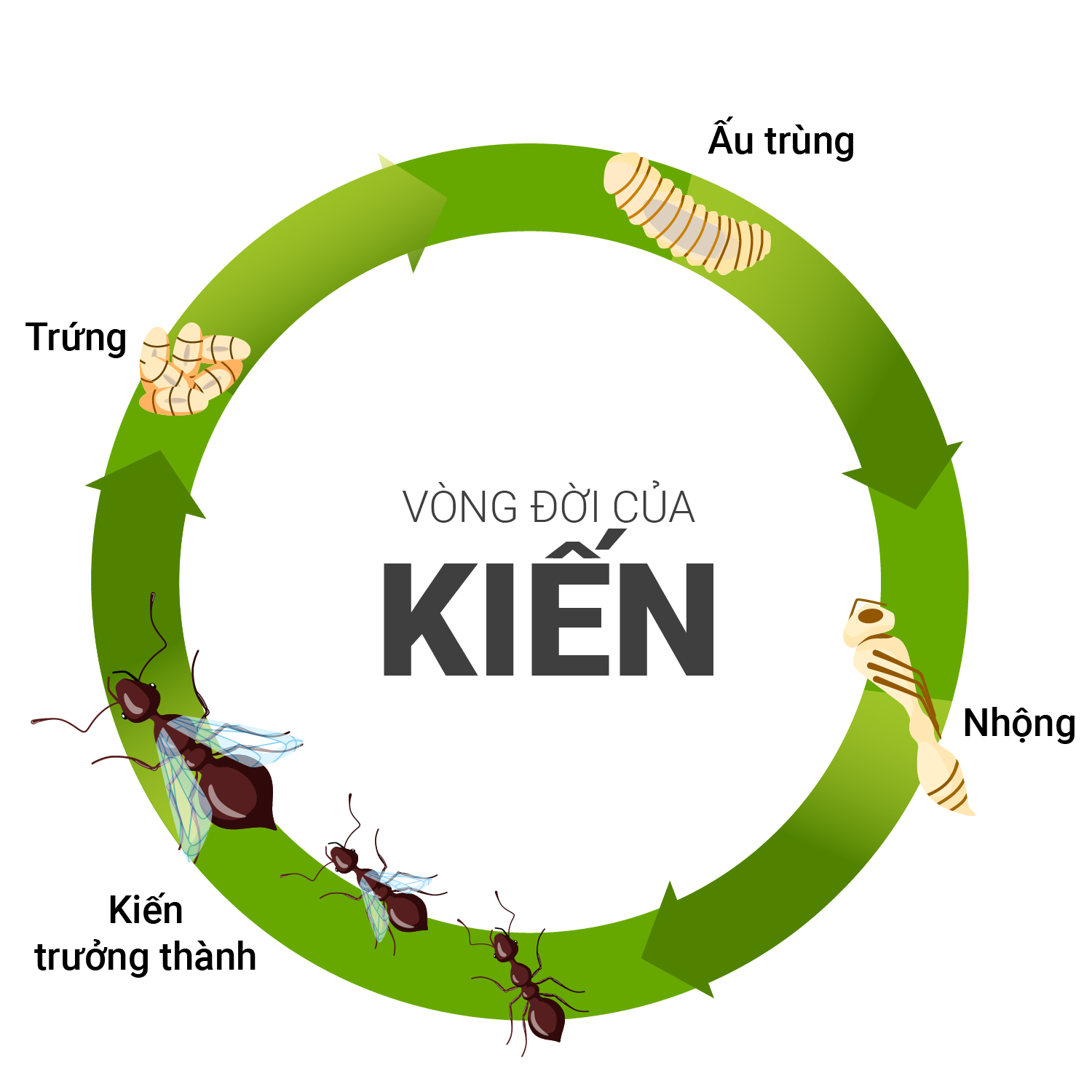 vong doi kien1png