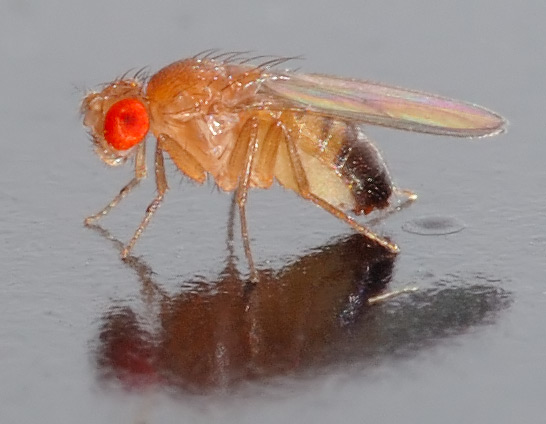 drosophila melanogaster side akajpg