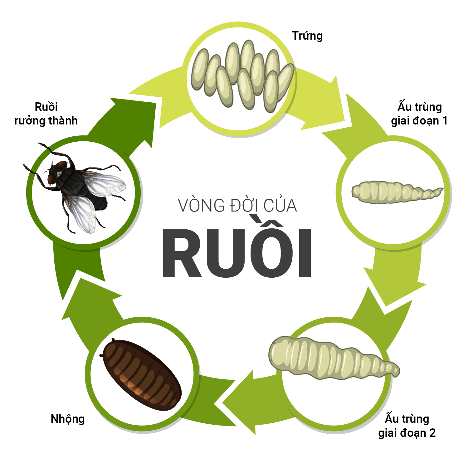 vong doi cua ruoipng