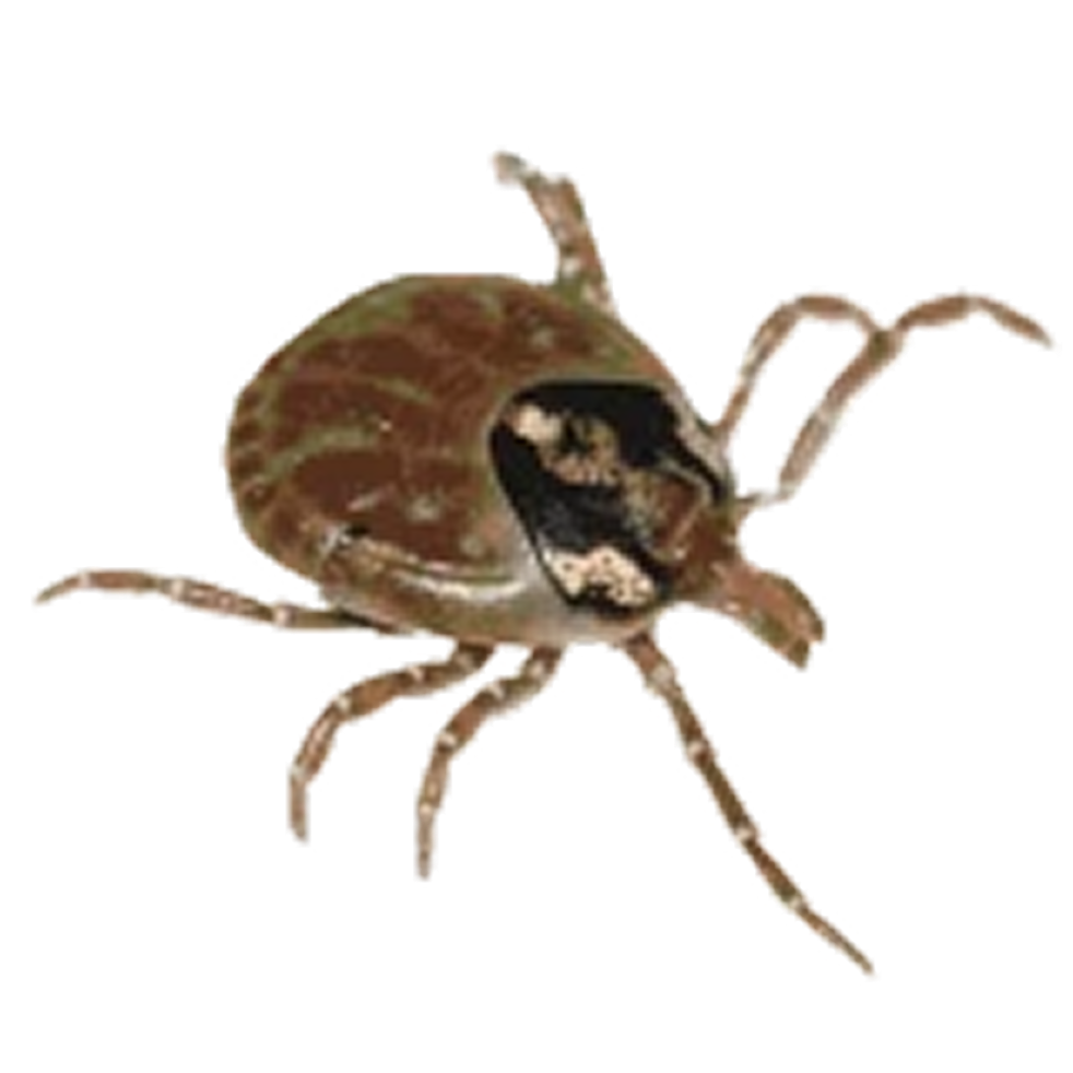 image library bo vepng